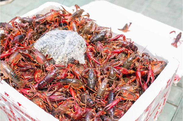 水產(chǎn)寵物有氧空運(yùn)